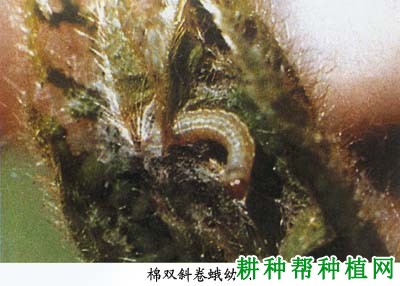 种棉花如何防治棉双斜卷蛾? 种棉花如何防治棉双斜卷蛾?