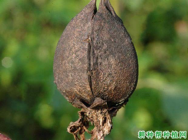 种棉花如何防治棉铃黑果病? 种棉花如何防治棉铃黑果病?