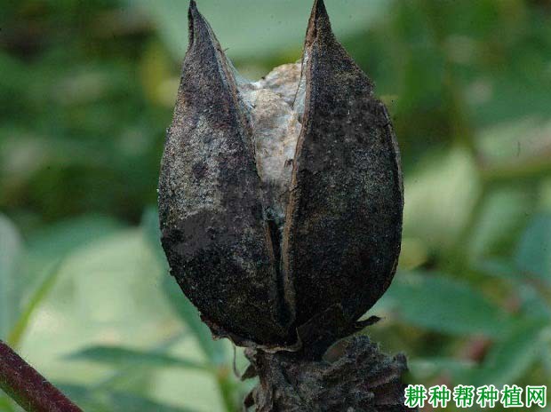 种棉花如何防治棉铃黑果病? 种棉花如何防治棉铃黑果病?