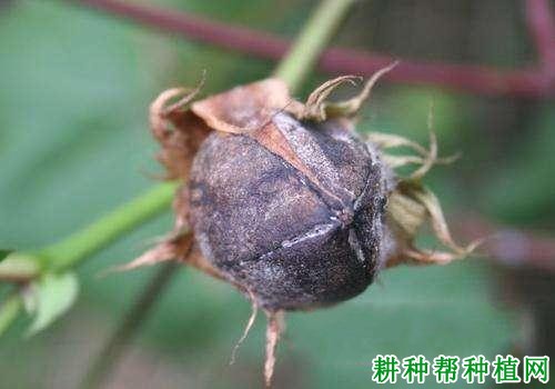 种棉花如何防治棉铃黑果病? 种棉花如何防治棉铃黑果病?