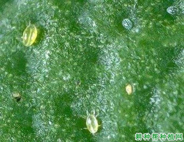 种植花生如何防治茶黄螨? 种植花生如何防治茶黄螨?