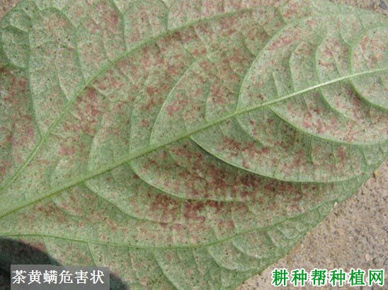 种植花生如何防治茶黄螨? 种植花生如何防治茶黄螨?