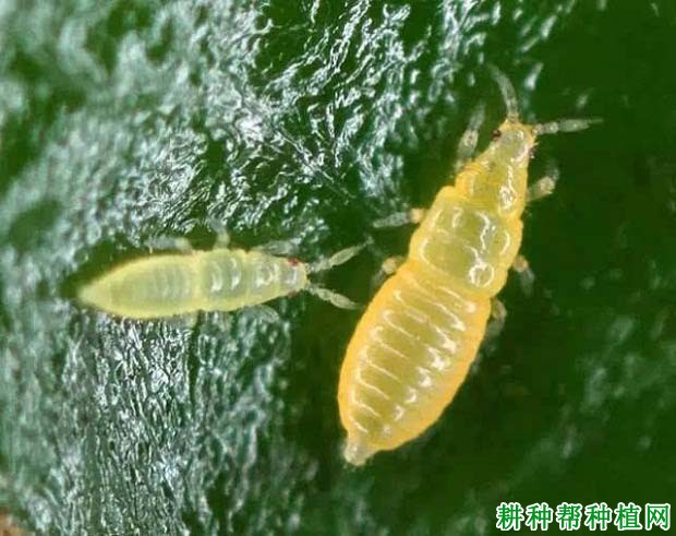 种棉花如何防治花蓟马? 种棉花如何防治花蓟马?