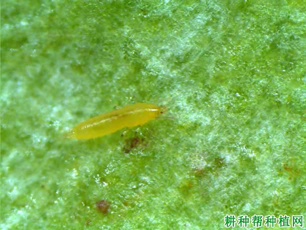 种棉花如何防治花蓟马? 种棉花如何防治花蓟马?