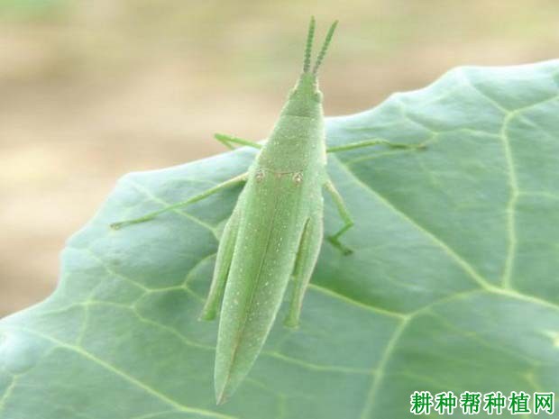 种棉花如何防治短额负蝗? 种棉花如何防治短额负蝗?