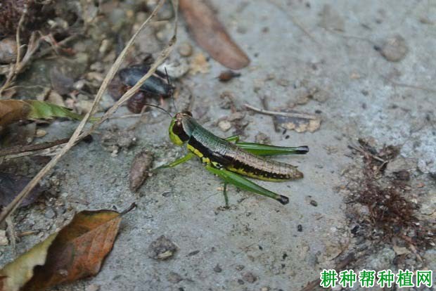 种棉花如何防治中华稻蝗? 种棉花如何防治中华稻蝗?