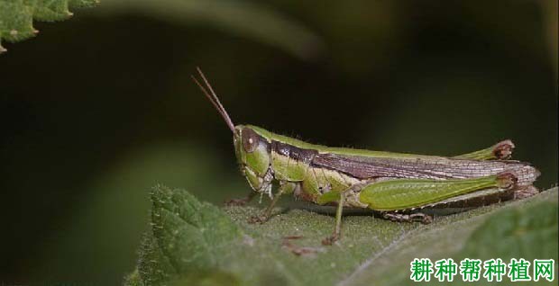 种棉花如何防治中华稻蝗? 种棉花如何防治中华稻蝗?