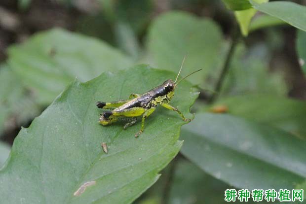 种棉花如何防治中华稻蝗? 种棉花如何防治中华稻蝗?