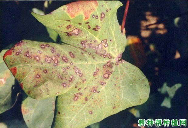 种棉花如何防治棉花茎枯病? 种棉花如何防治棉花茎枯病?