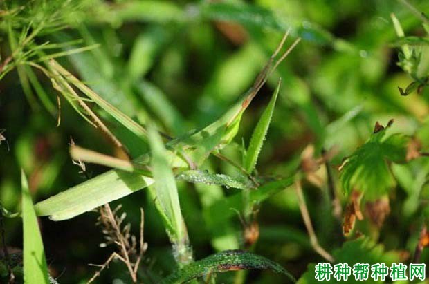 种棉花如何防治中华蚱蜢? 种棉花如何防治中华蚱蜢?