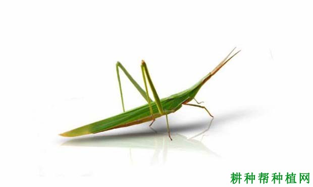 种棉花如何防治中华蚱蜢? 种棉花如何防治中华蚱蜢?