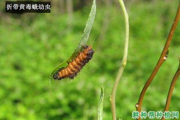 种棉花如何防治折带黄毒蛾? 种棉花如何防治折带黄毒蛾?