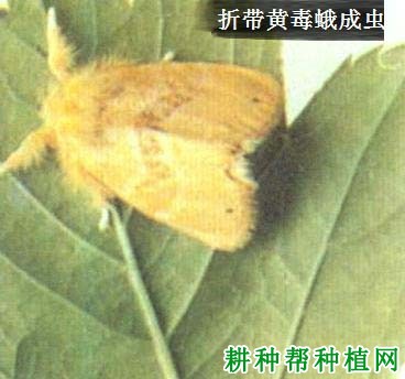 种棉花如何防治折带黄毒蛾? 种棉花如何防治折带黄毒蛾?