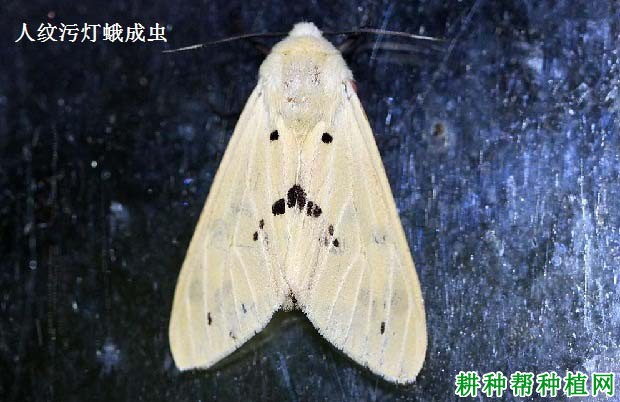 种棉花如何防治人纹污灯蛾? 种棉花如何防治人纹污灯蛾?