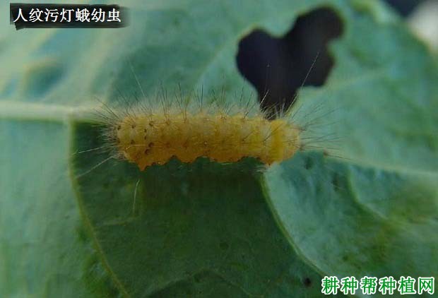 种棉花如何防治人纹污灯蛾? 种棉花如何防治人纹污灯蛾?