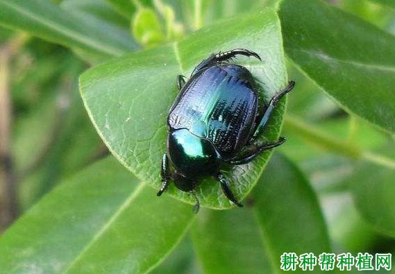 种棉花如何防治棉花弧丽金龟? 种棉花如何防治棉花弧丽金龟?