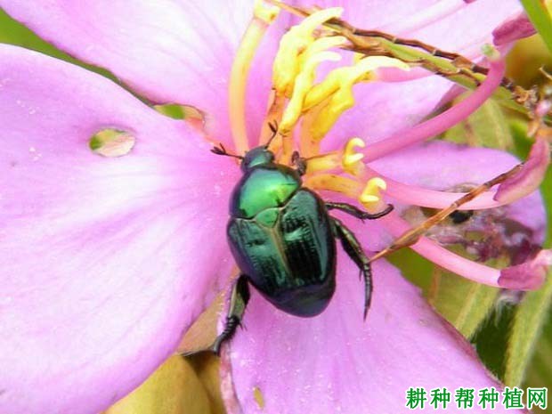 种棉花如何防治棉花弧丽金龟? 种棉花如何防治棉花弧丽金龟?