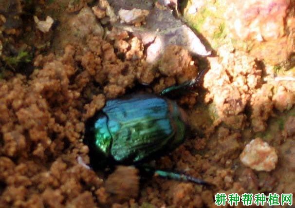 种棉花如何防治棉花弧丽金龟? 种棉花如何防治棉花弧丽金龟?