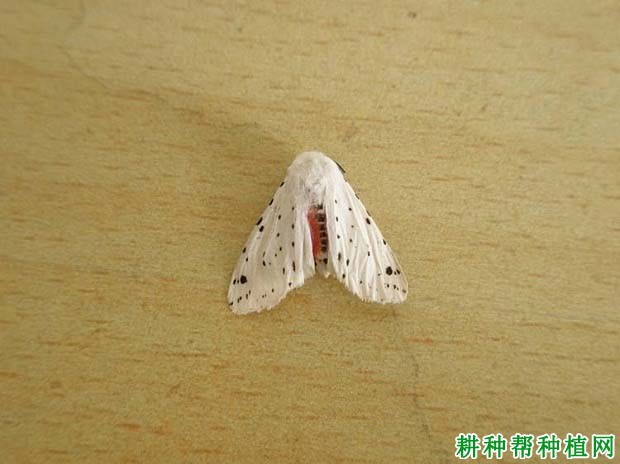 种棉花如何防治星白灯蛾? 种棉花如何防治星白灯蛾?