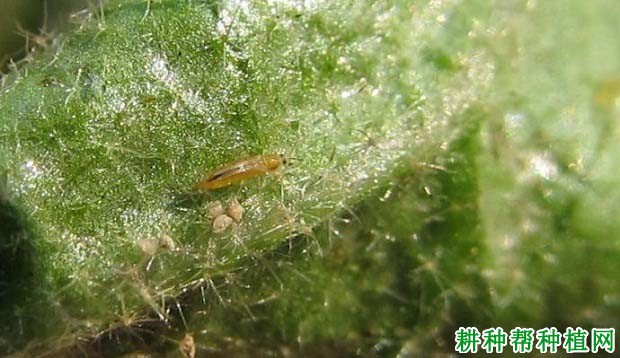 种棉花如何防治黄蓟马? 种棉花如何防治黄蓟马?