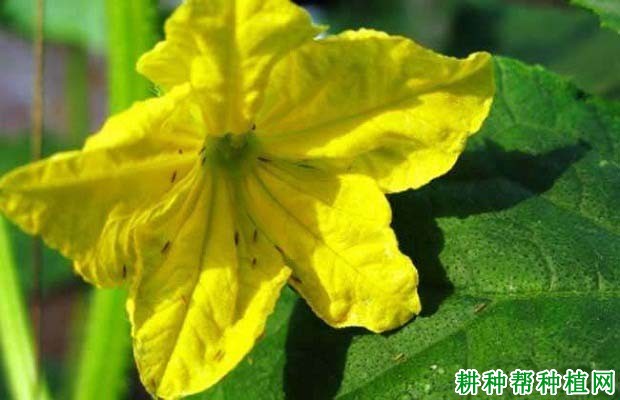 种棉花如何防治黄蓟马? 种棉花如何防治黄蓟马?