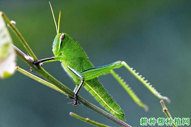 种棉花如何防治棉蝗? 种棉花如何防治棉蝗?