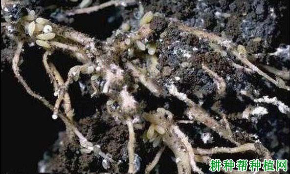 种棉花如何防治棉根蚜? 种棉花如何防治棉根蚜?