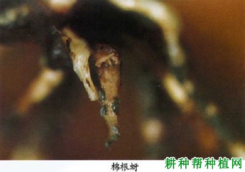 种棉花如何防治棉根蚜? 种棉花如何防治棉根蚜?