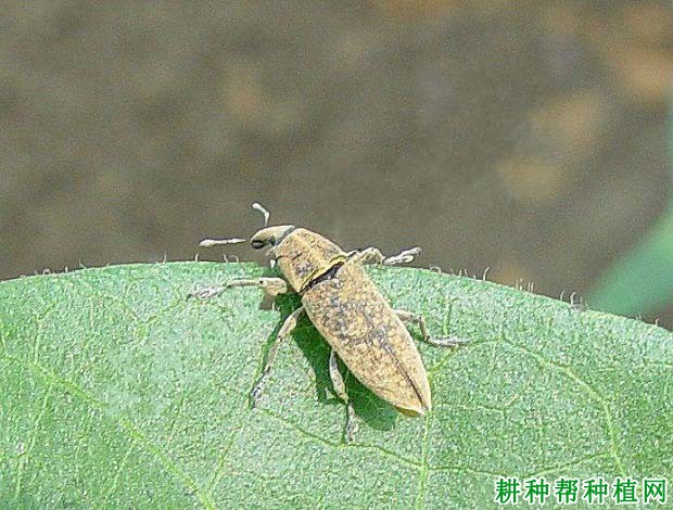 种棉花如何防治棉尖象? 种棉花如何防治棉尖象?