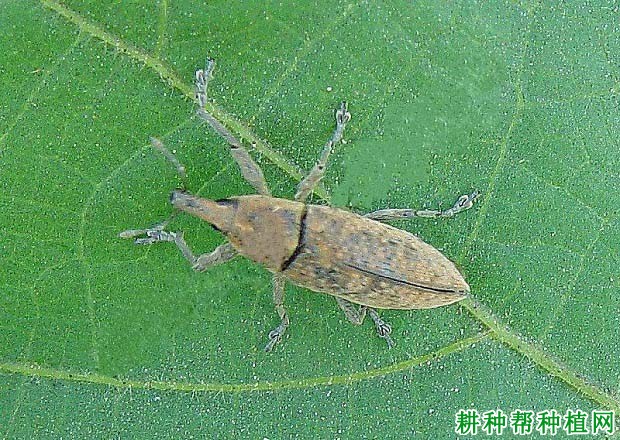 种棉花如何防治棉尖象? 种棉花如何防治棉尖象?