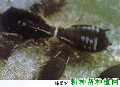 种棉花如何防治棉黑蚜? 种棉花如何防治棉黑蚜?