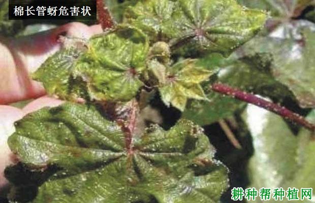 种棉花如何防治棉长管蚜? 种棉花如何防治棉长管蚜?