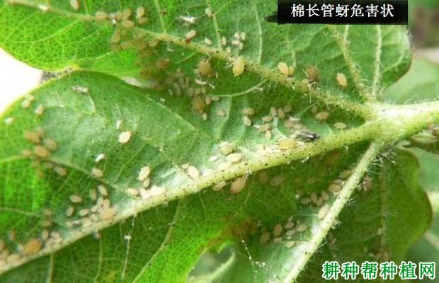种棉花如何防治棉长管蚜? 种棉花如何防治棉长管蚜?