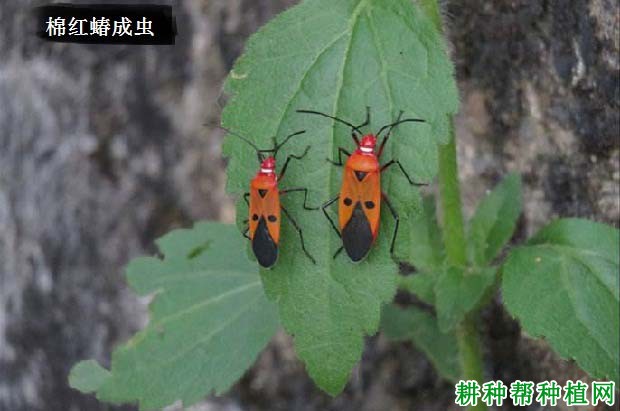 种棉花如何防治棉红蝽? 种棉花如何防治棉红蝽?