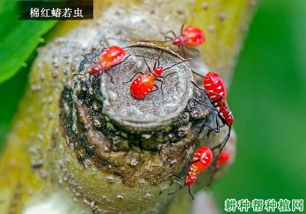 种棉花如何防治棉红蝽? 种棉花如何防治棉红蝽?
