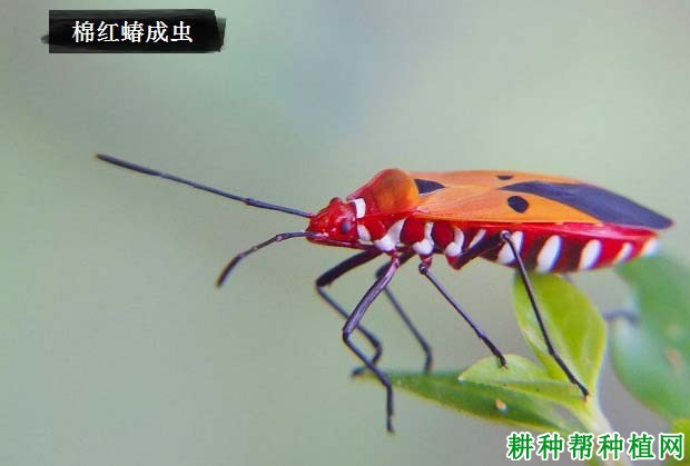 种棉花如何防治棉红蝽? 种棉花如何防治棉红蝽?