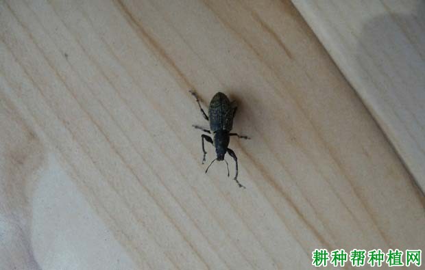 种棉花如何防治蒙古灰象甲? 种棉花如何防治蒙古灰象甲?