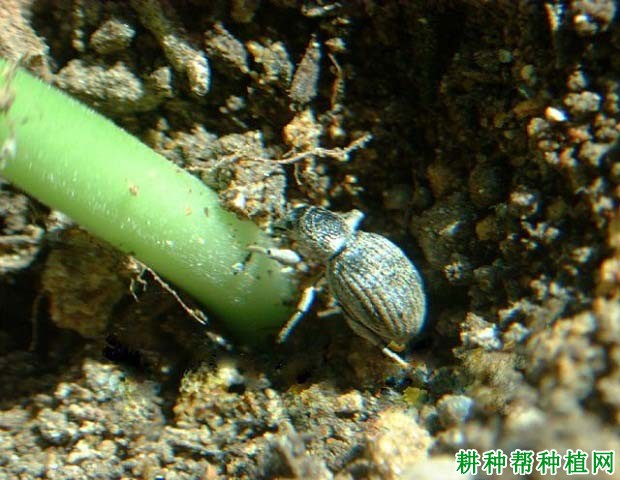 种棉花如何防治蒙古灰象甲? 种棉花如何防治蒙古灰象甲?