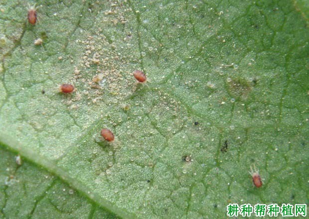 种棉花如何防治朱砂叶螨? 种棉花如何防治朱砂叶螨?