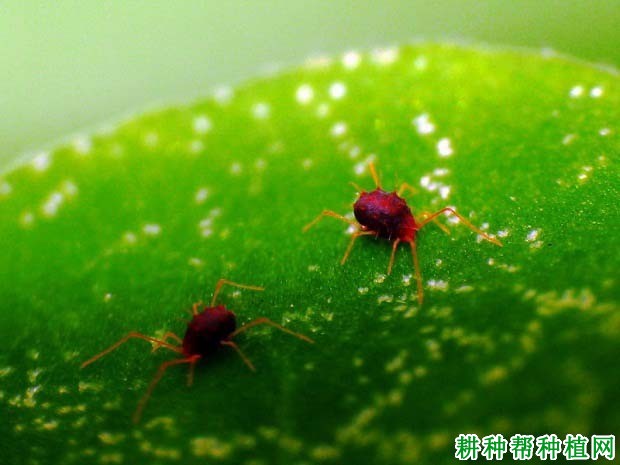 种棉花如何防治朱砂叶螨? 种棉花如何防治朱砂叶螨?