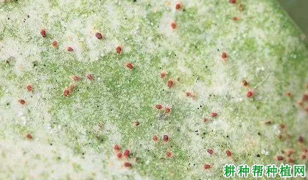 种棉花如何防治朱砂叶螨? 种棉花如何防治朱砂叶螨?