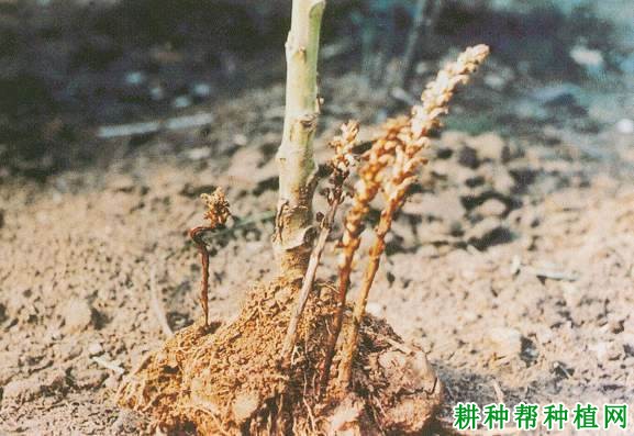 种向日葵如何防治向日葵列当? 种向日葵如何防治向日葵列当?