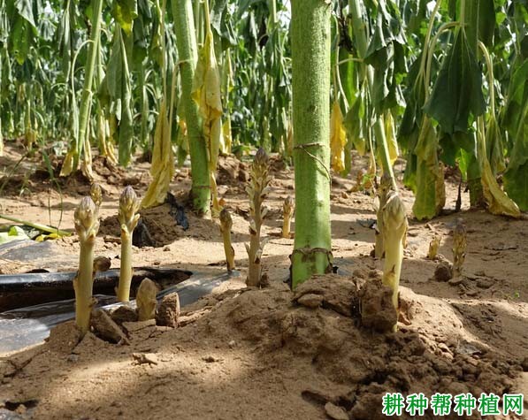 种向日葵如何防治向日葵列当? 种向日葵如何防治向日葵列当?