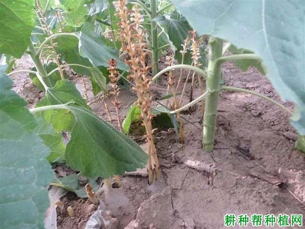 种向日葵如何防治向日葵列当? 种向日葵如何防治向日葵列当?