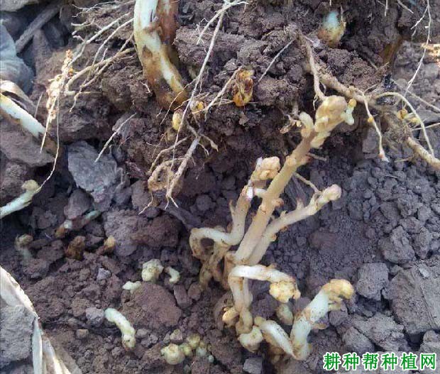 种向日葵如何防治向日葵列当? 种向日葵如何防治向日葵列当?