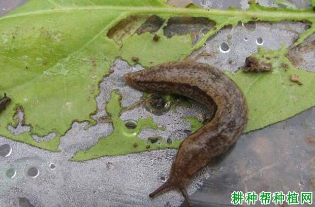 种棉花如何防治野蛞蝓？