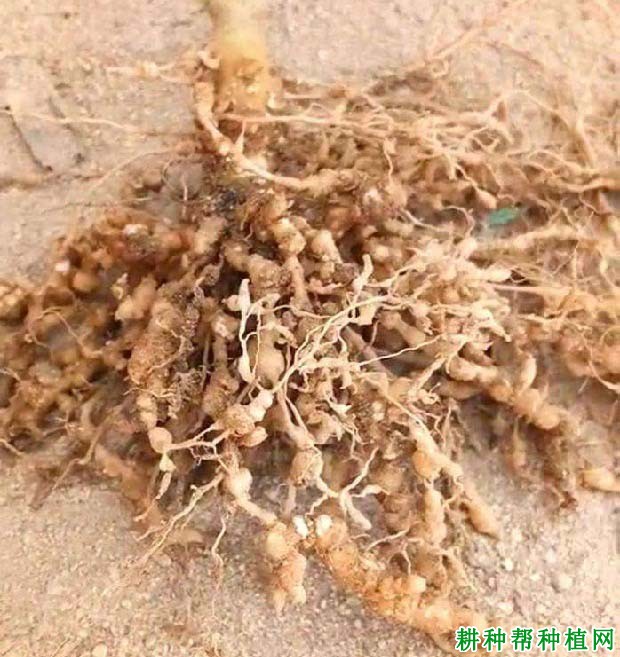 种向日葵如何防治向日葵根结线虫病? 种向日葵如何防治向日葵根结线虫病?