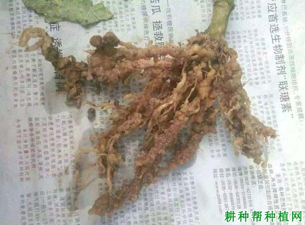 种向日葵如何防治向日葵根结线虫病? 种向日葵如何防治向日葵根结线虫病?