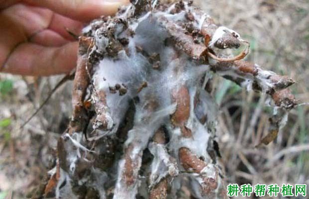 种向日葵如何防治向日葵白绢病? 种向日葵如何防治向日葵白绢病?