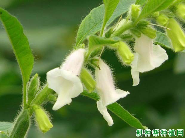 郑杂芝H03芝麻品种好不好？